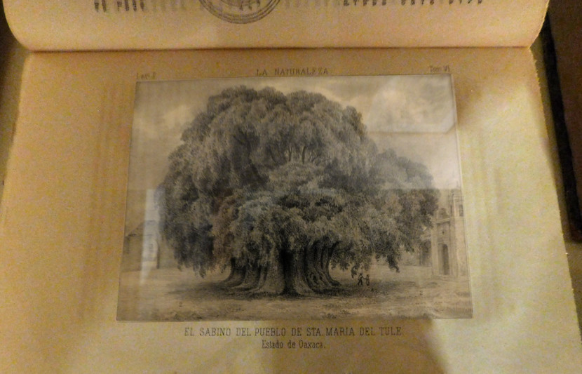 LaNaturalezaVI1884